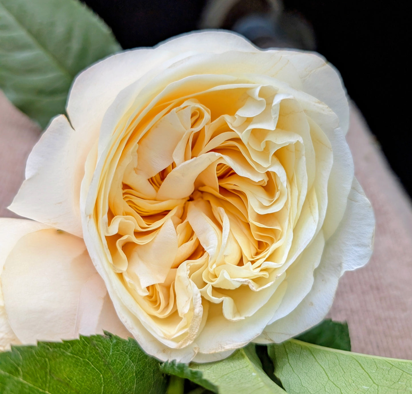 Pursuasion lookalike garden rose plant large flower bush deciduous shrub