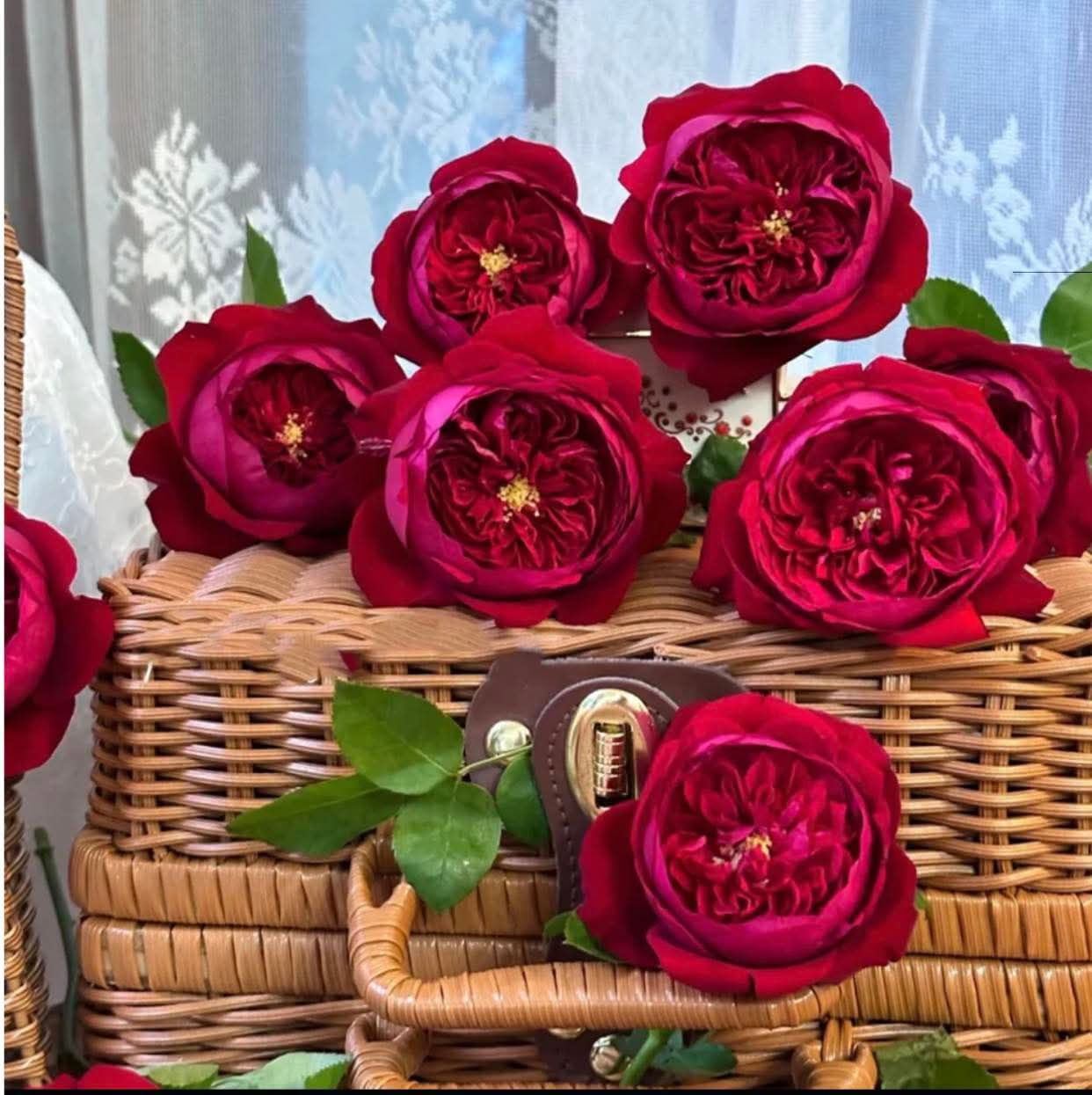 Peony Red lookalike garden rose plant flower bush deciduous shrub