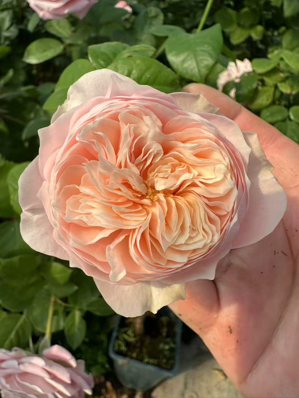 Tender Love lookalike garden rose plant flower bush deciduous shrub