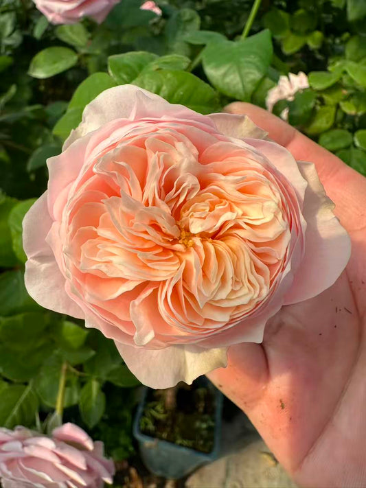 Tender Love lookalike garden rose plant flower bush deciduous shrub