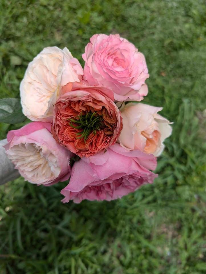 Mandarin X-pression lookalike garden rose plant flower bush shrub