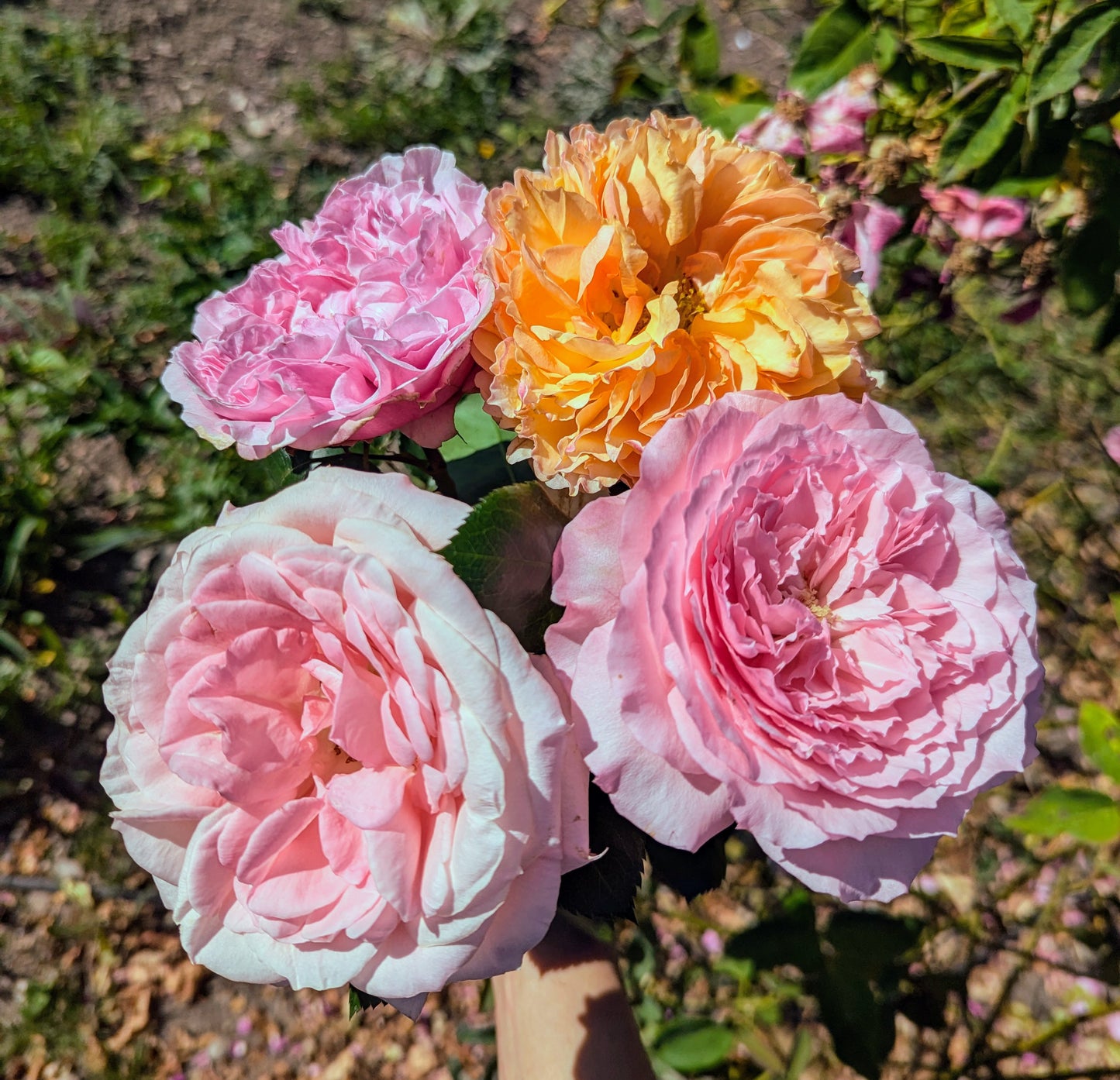 Mayra Bridal lookalike garden rose plant flower bush shrub