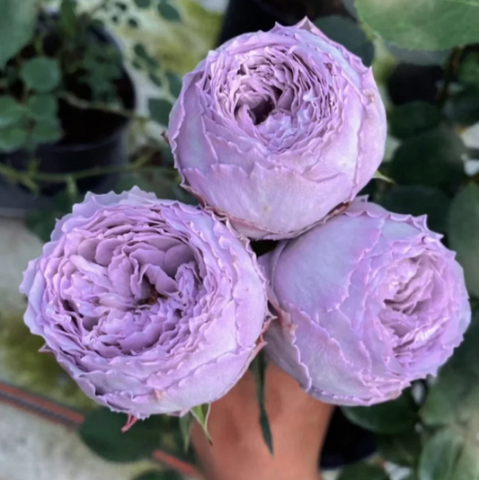 Lapis Lazuli/Lazuri garden rose plant flower bush shrub