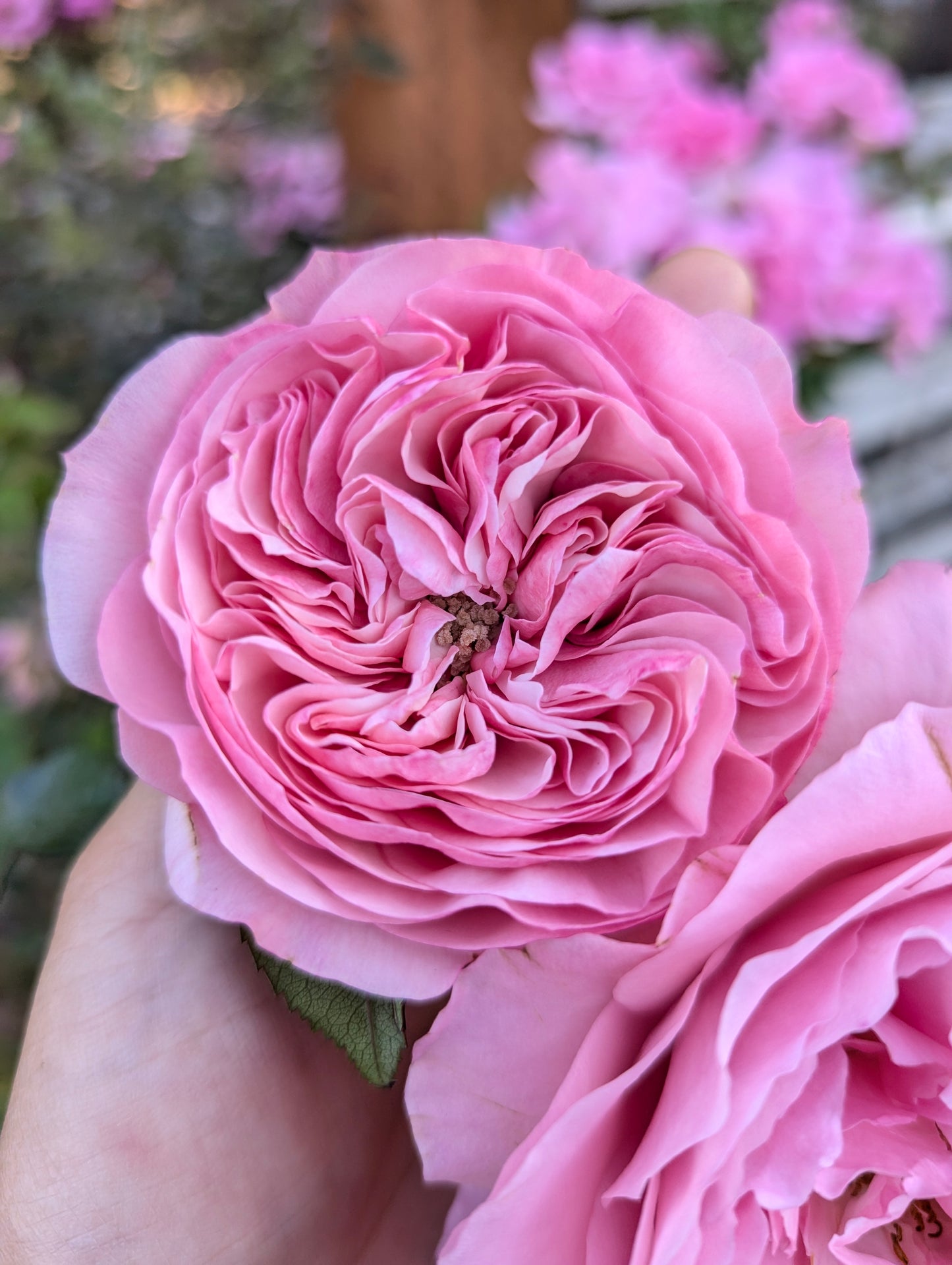 Mariatheresia lookalike garden rose plant flower bush shrub