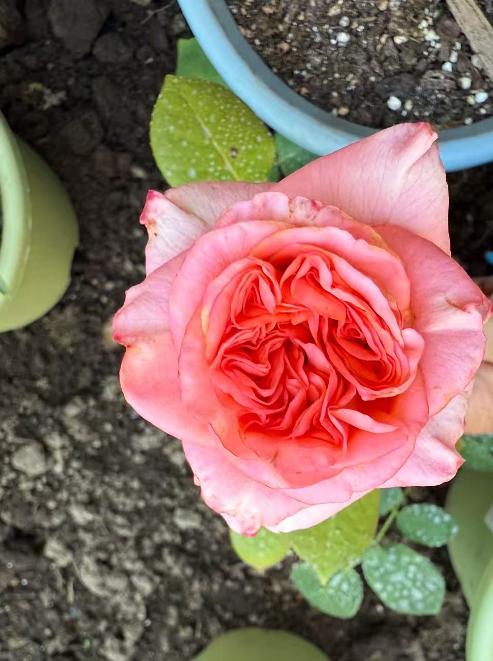 New Design lookalike garden rose plant flower bush deciduous shrub