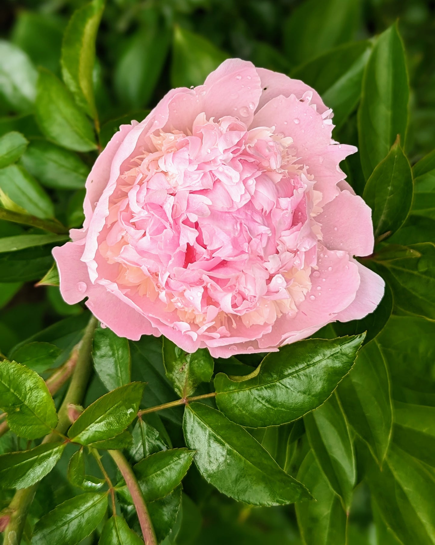 5 mixed mysterious herbaceous peony