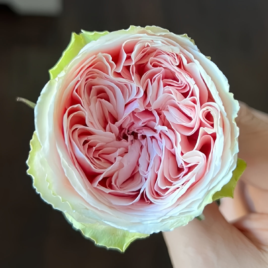 Senlitsu garden rose plant flower bush shrub