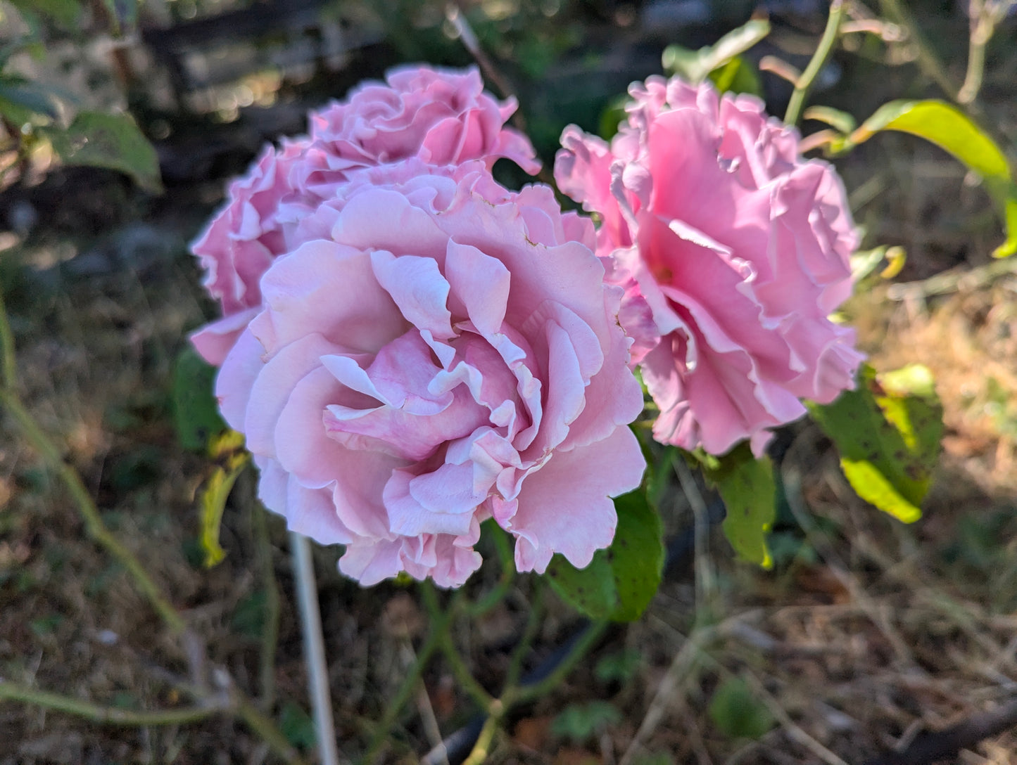 Sophie Rochas lookalike thornless rose garden rose plant flower bush shrub