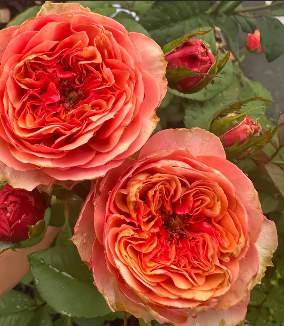 Kensington Gardens lookalike rose plant flower bush shrub