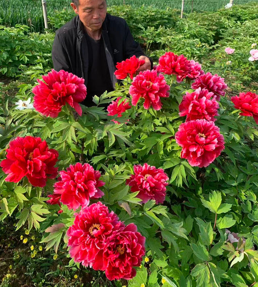 Red Lotus tree peony