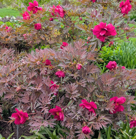 Chinese Dragon tree peony