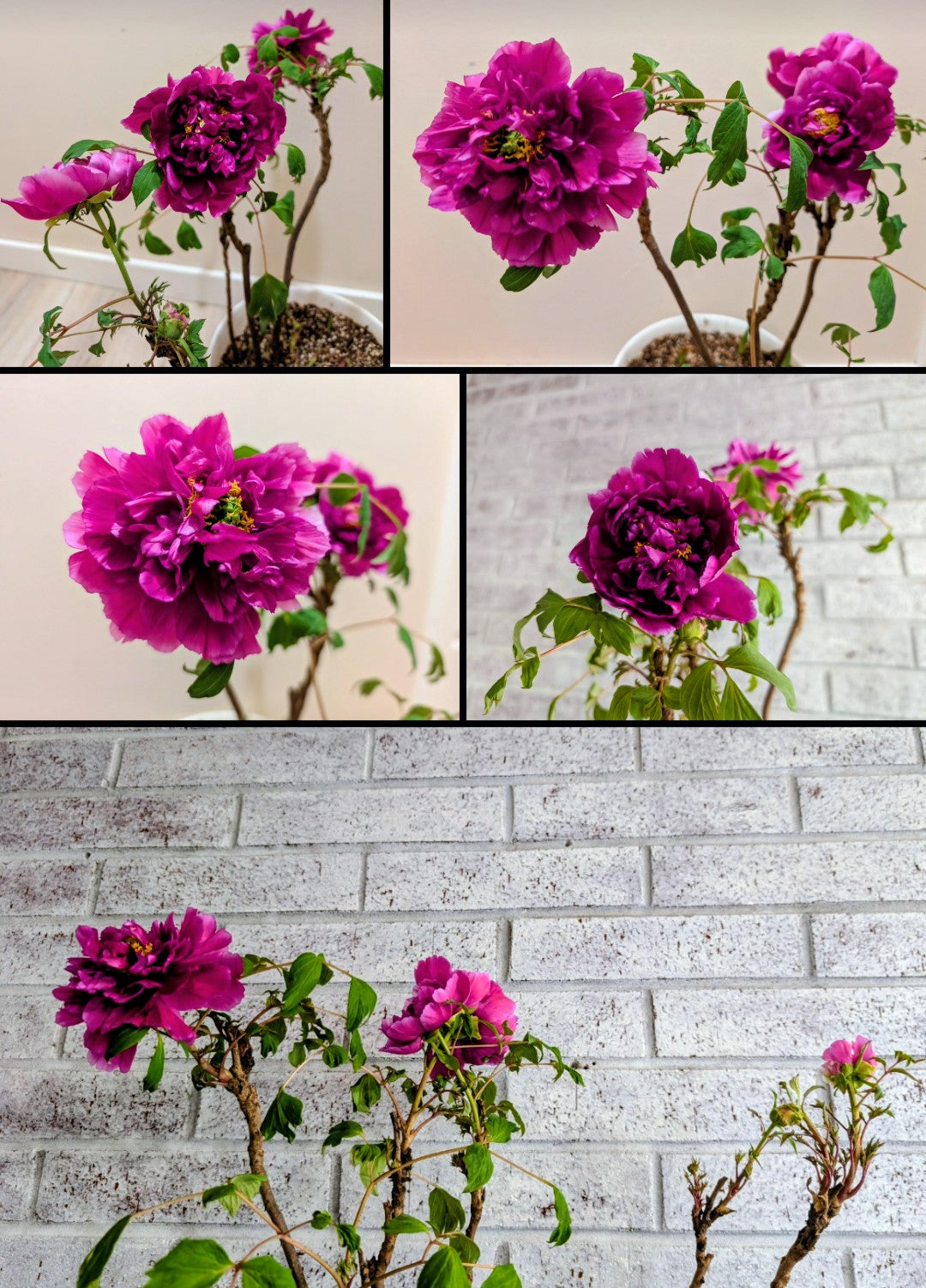 "Champion Crown" large flower tree peony