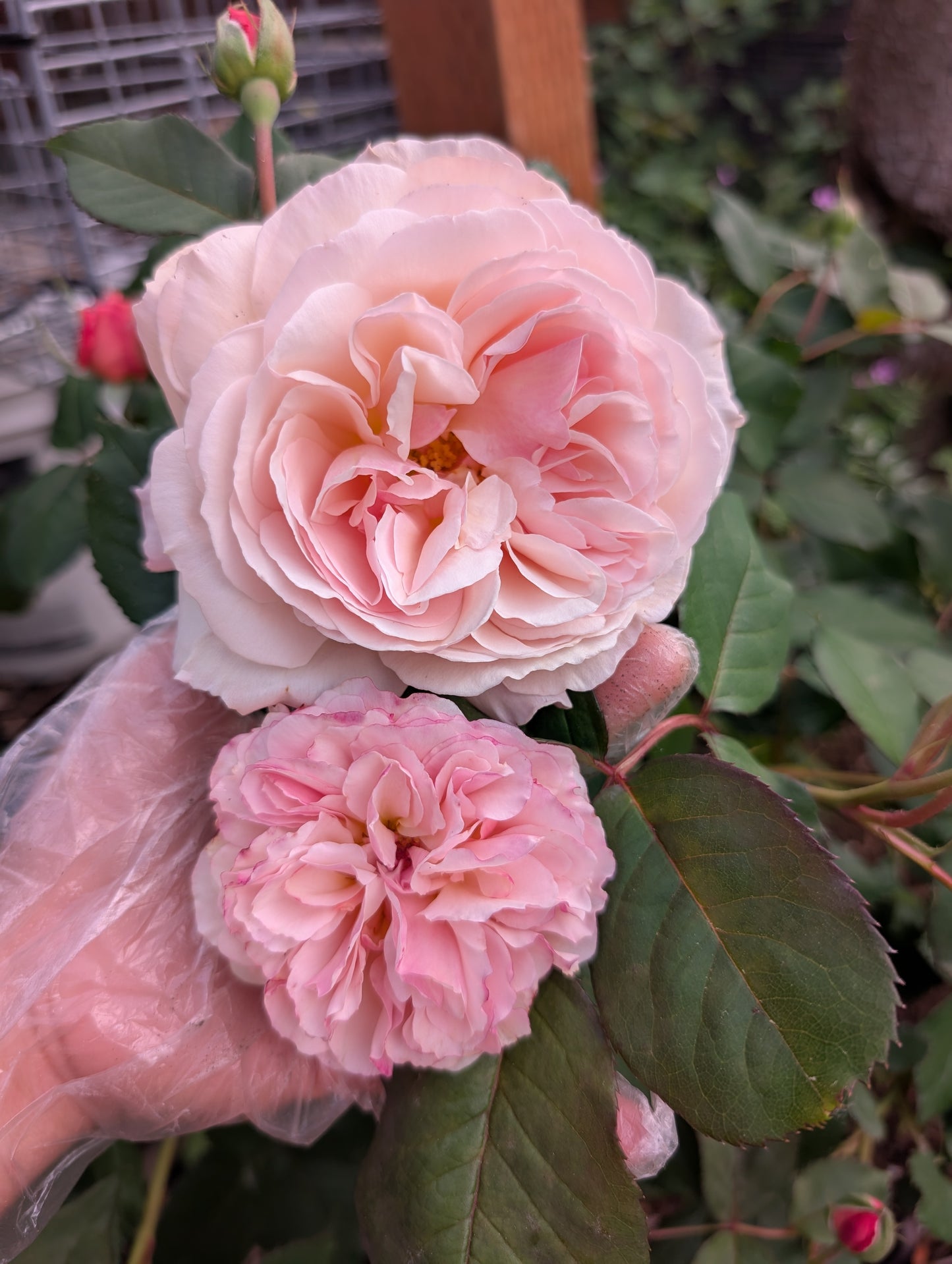 Retired David Austin Shropshire Lad garden rose flower cutting