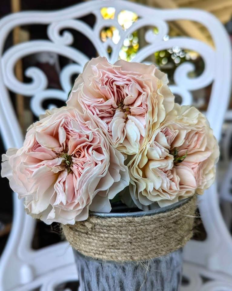 Charit lookalike rose plant flower bush shrub