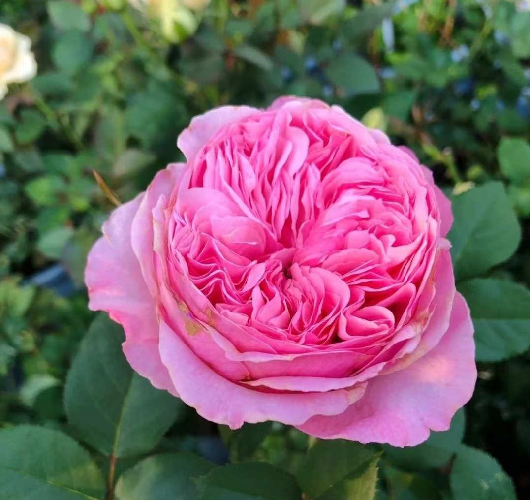 Care lookalike garden rose plant flower bush deciduous shrub