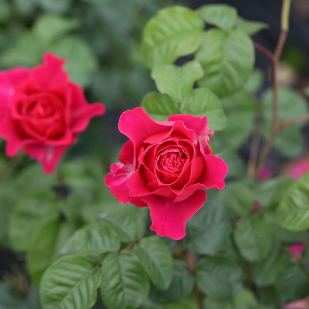 Country Spirit Peonia lookalike garden rose plant flower bush deciduous shrub