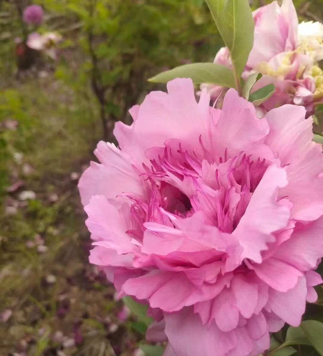 "Peaceful Prosperous Age" multicolor large flower tree peony