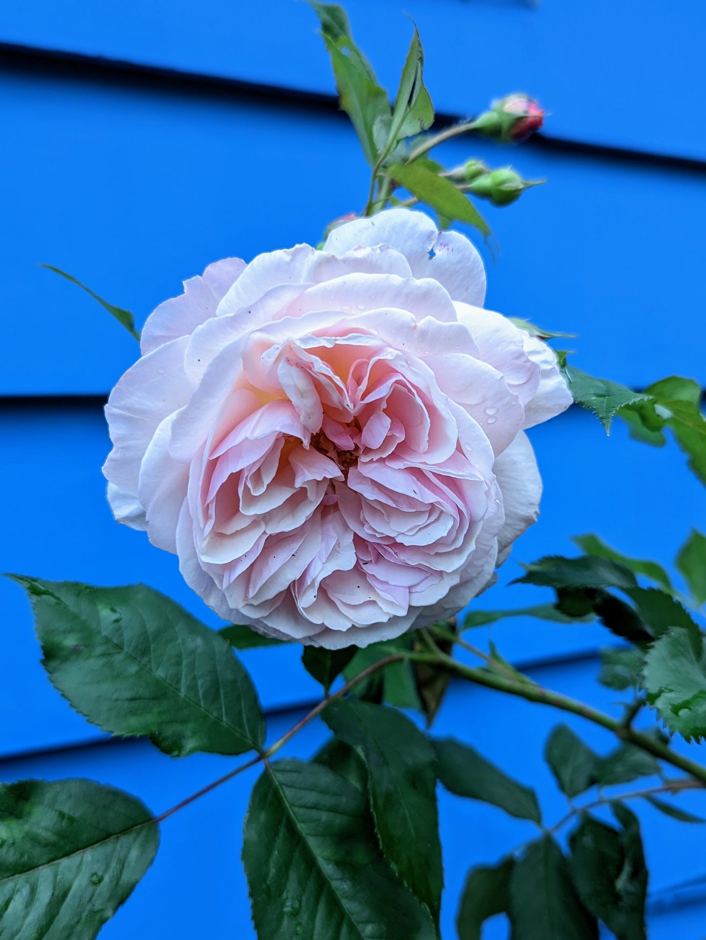 Random lost tag garden rose plant flower bush deciduous shrub