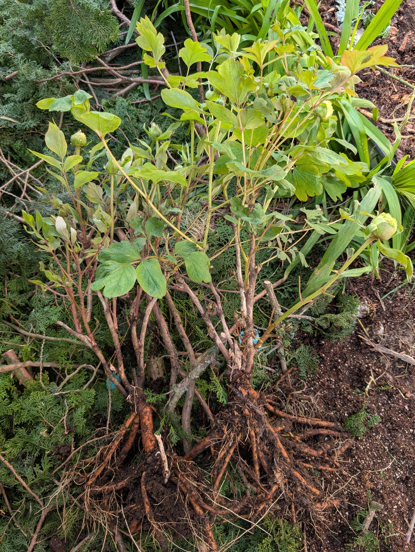 Hong Guan Yu Dai tree peony