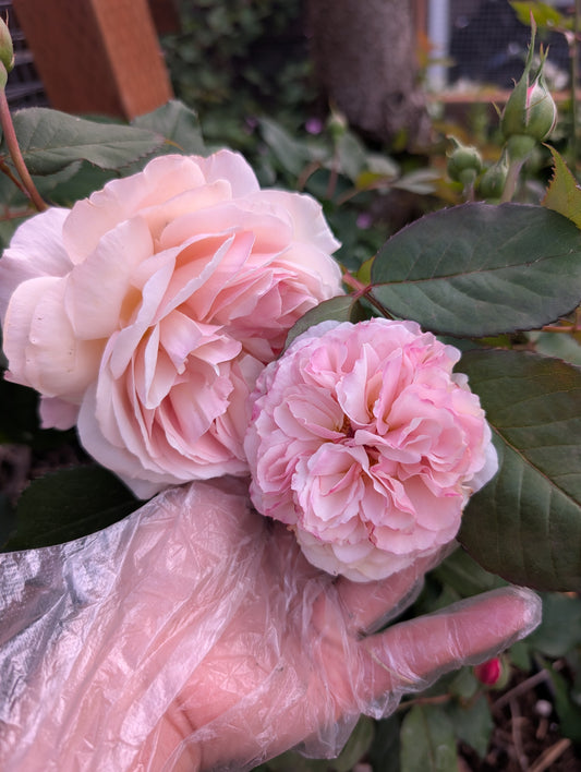 Retired David Austin Shropshire Lad garden rose flower cutting