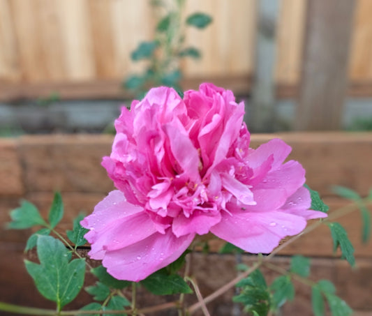 "Lavender Silk" large flower cold hardy part shade tree peony