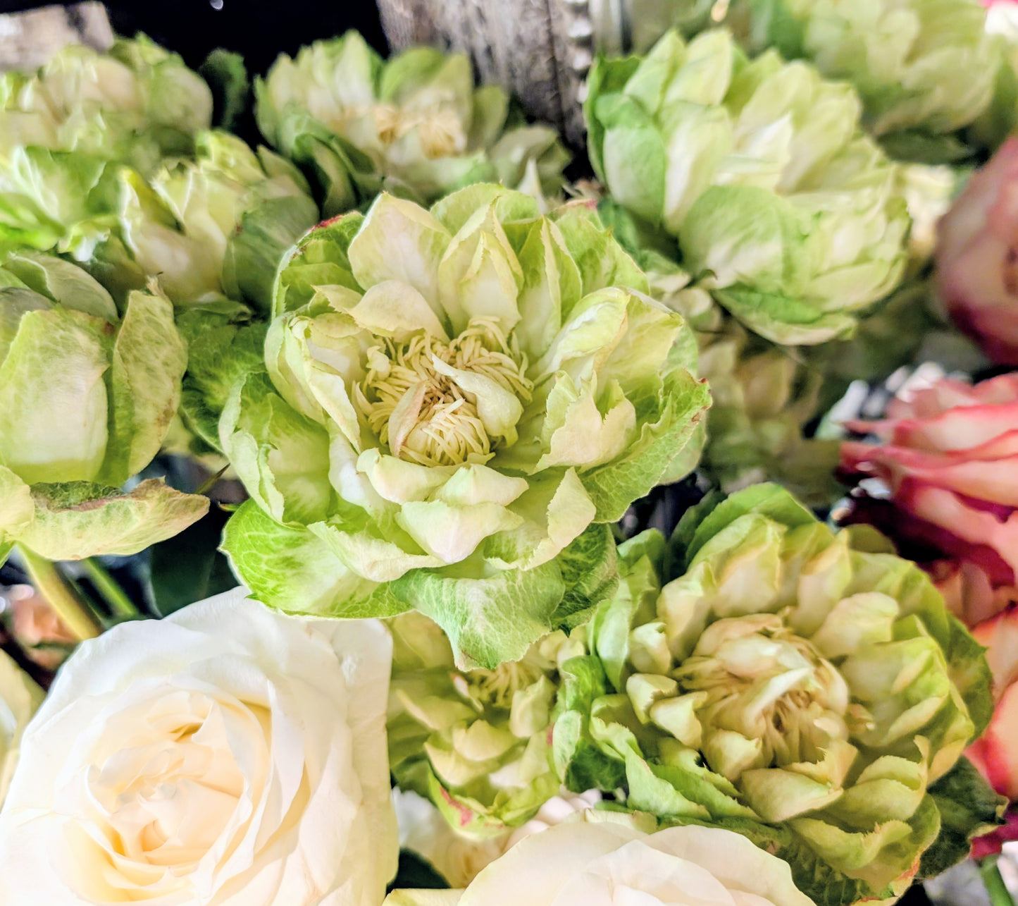 Veggie lookalike garden rose plant flower bush deciduous shrub