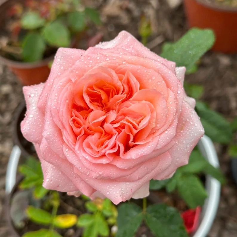 Dragonfly garden rose plant flower bush shrub