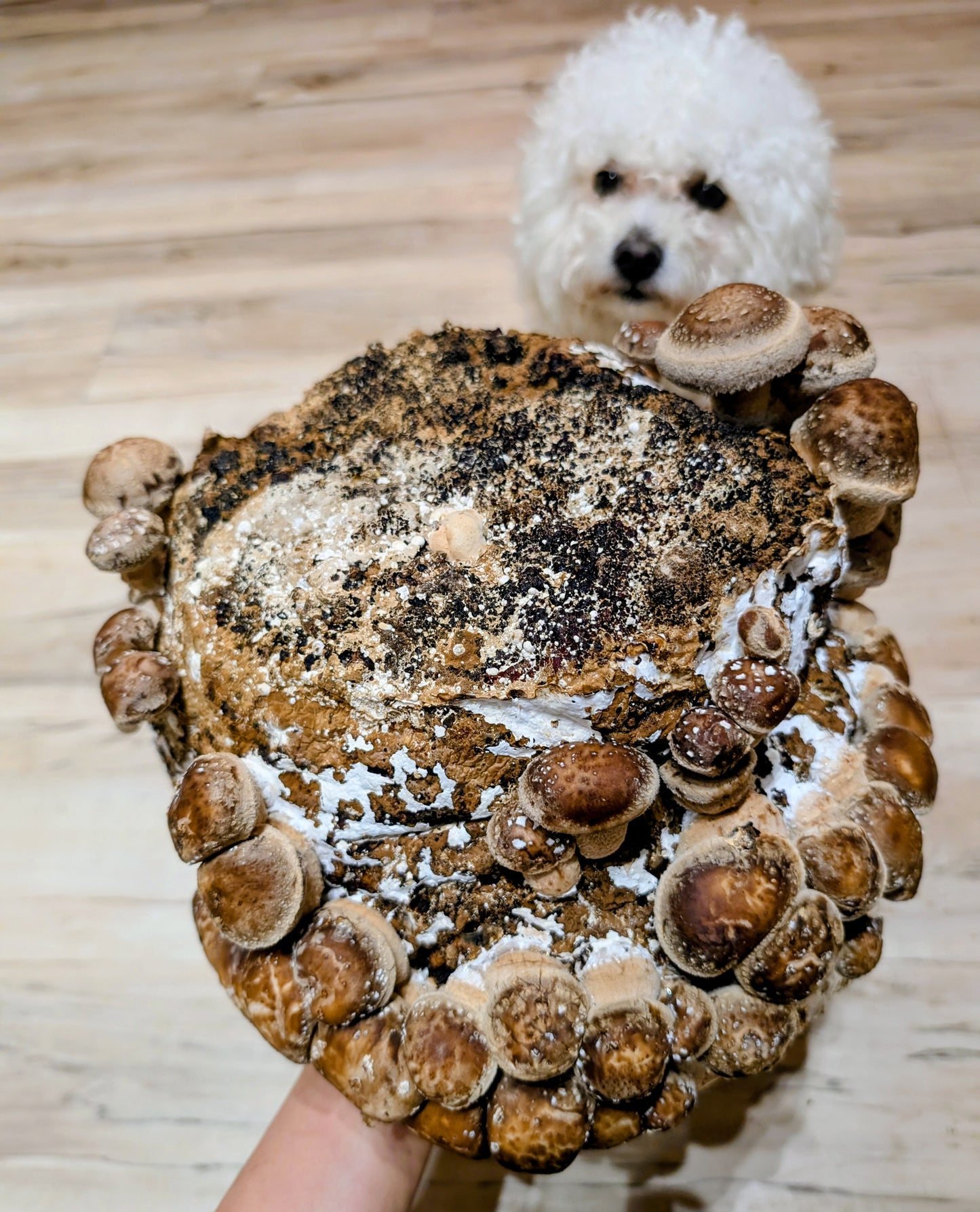 Organic Shiitake Fruiting Block – Mushroom Growing Kit