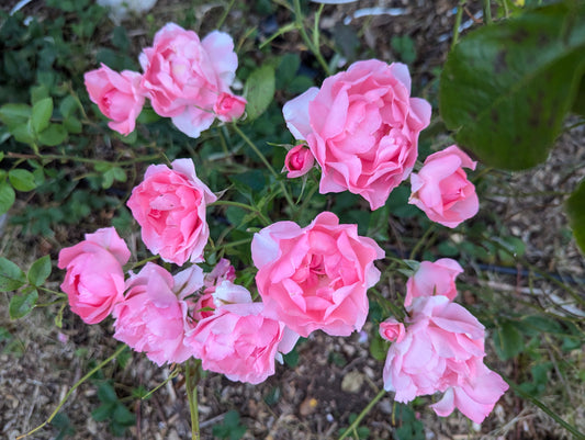 Passionate Kiss garden rose plant flower bush shrub