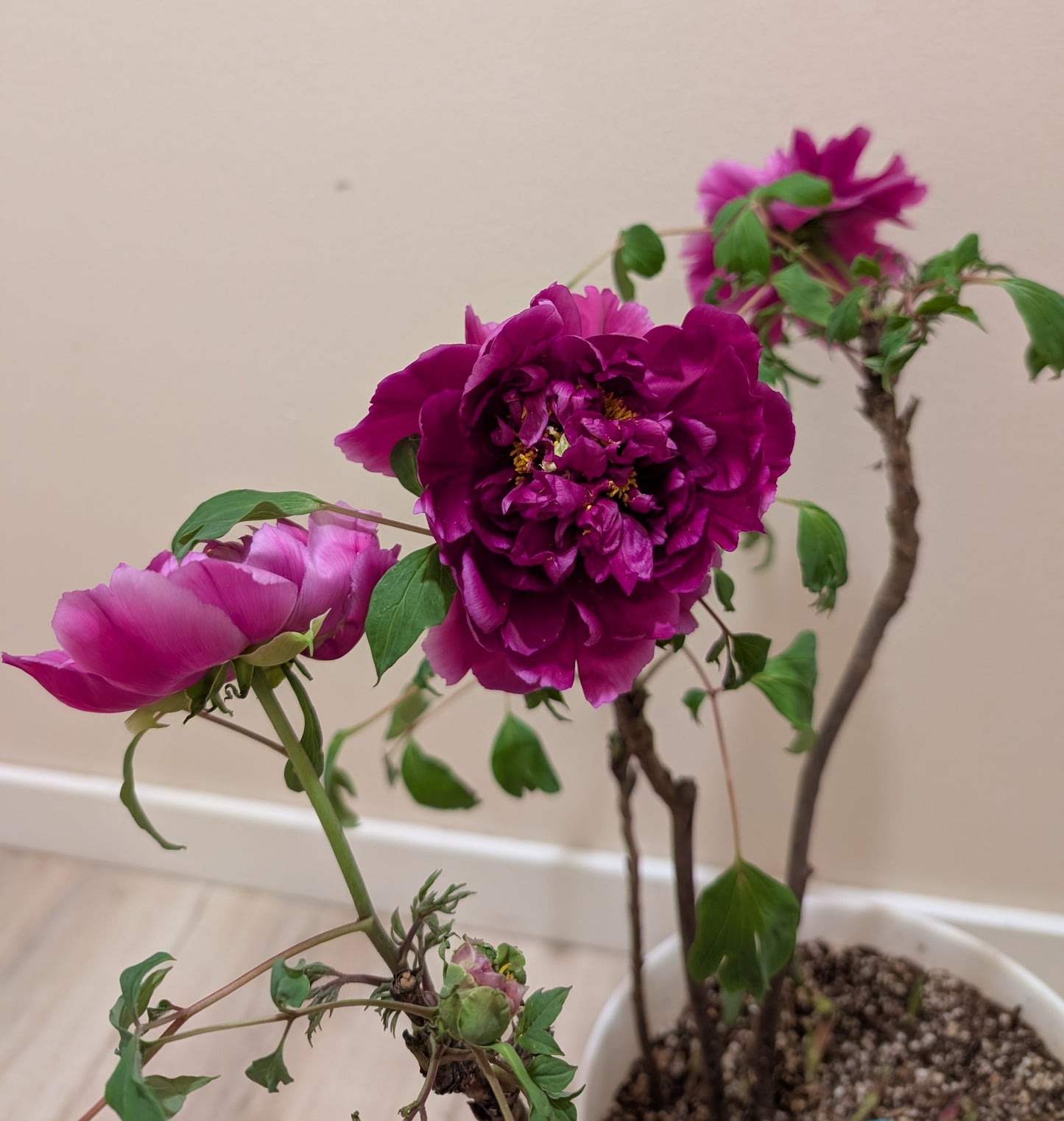 "Champion Crown" large flower tree peony