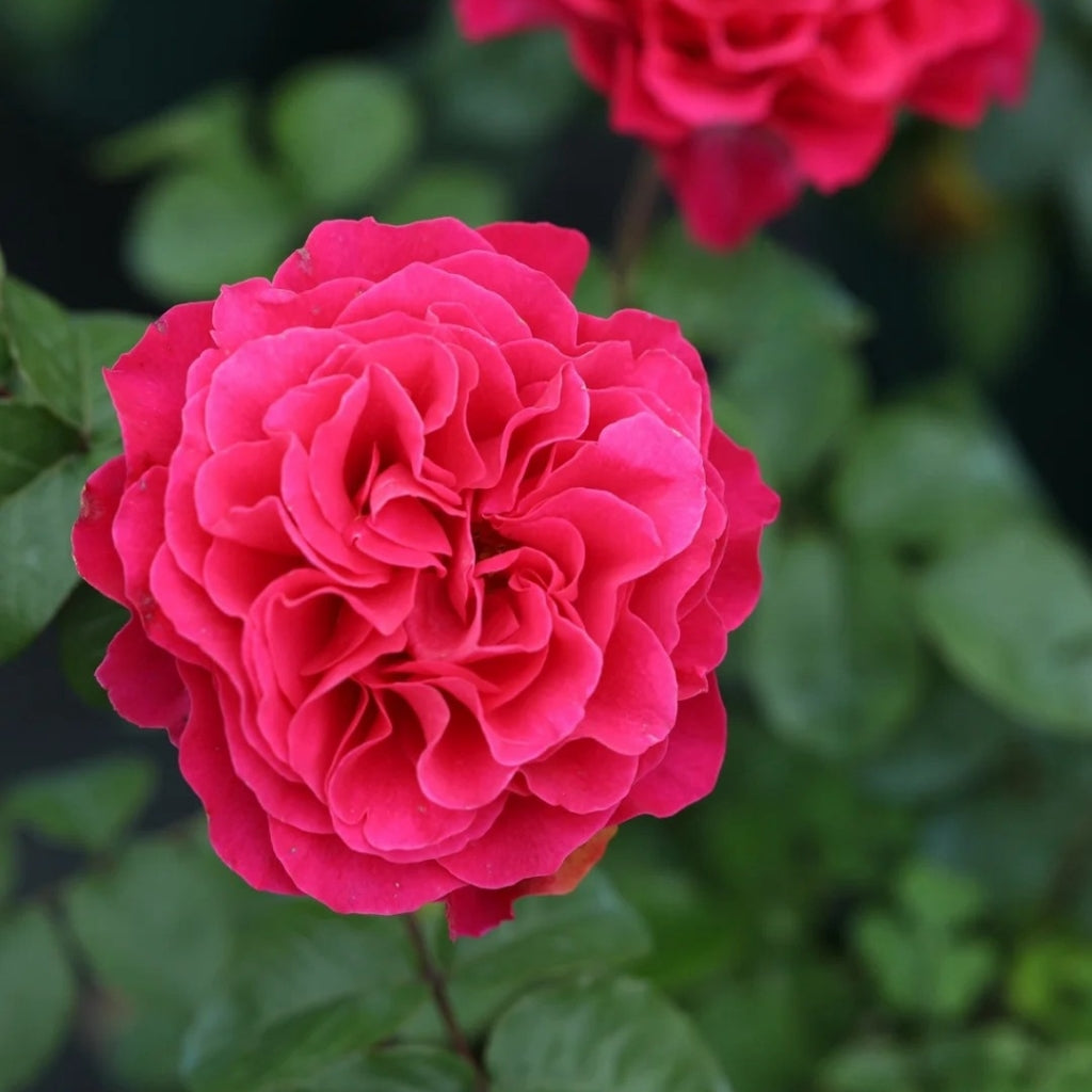 Country Spirit Peonia lookalike garden rose plant flower bush deciduous shrub