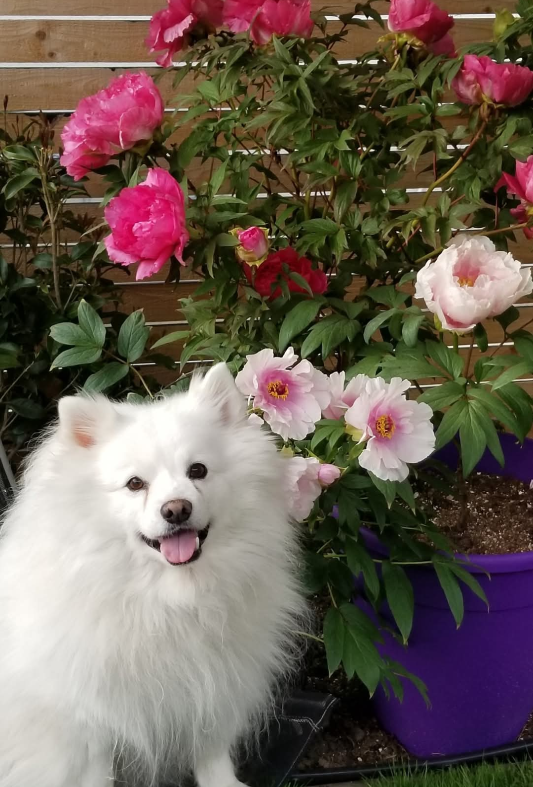 "Peach Blossom" large flower tree peony