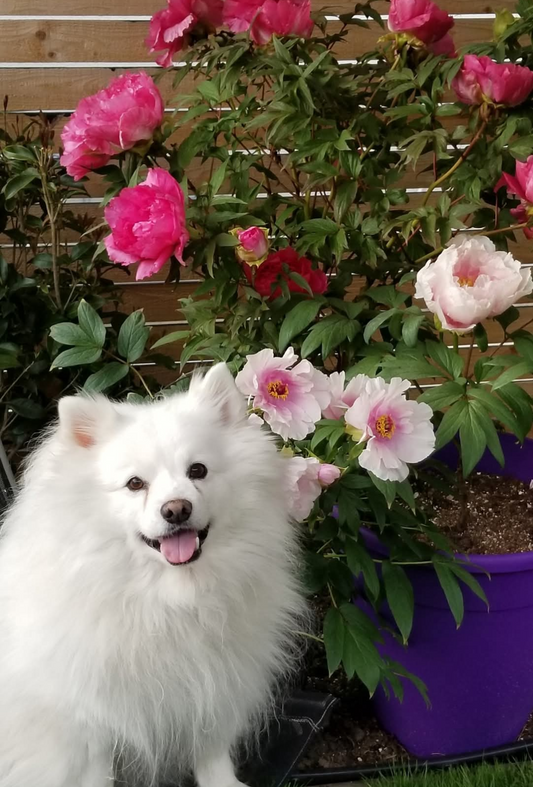 "Peach Blossom" large flower tree peony