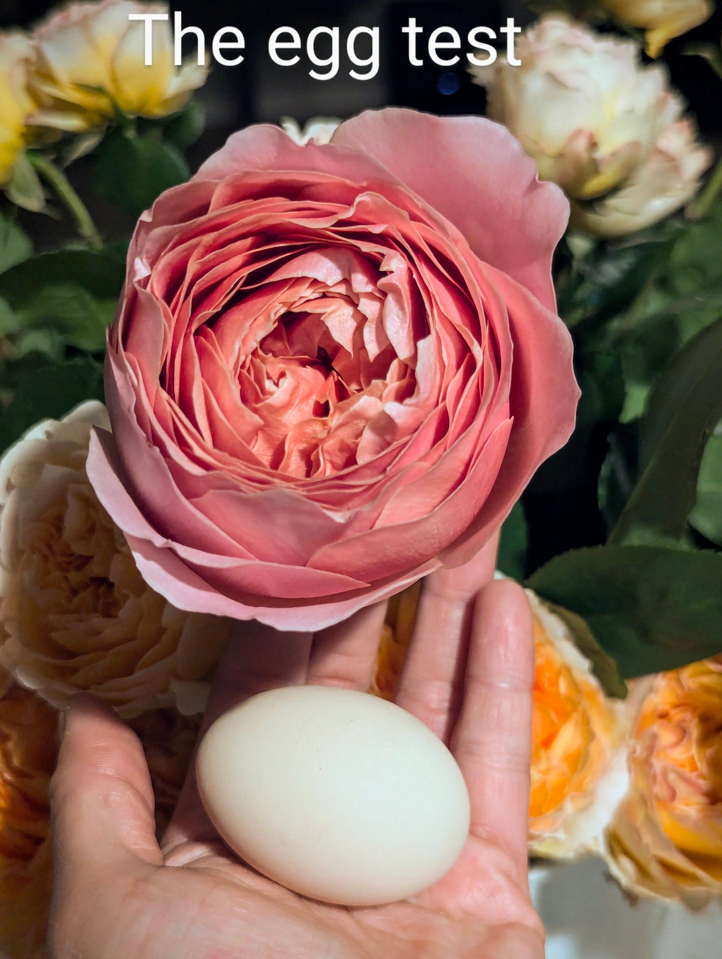 Romantic Antike lookalike garden rose plant flower bush shrub