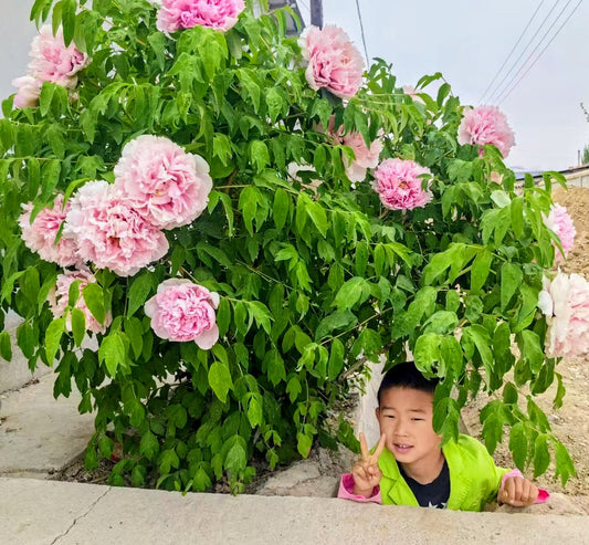 Fen Xiu Qiu tree peony