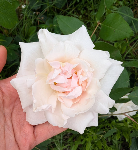 Intensely fragrant thornless Madame Alfred Carriere climbing rose flower cutting