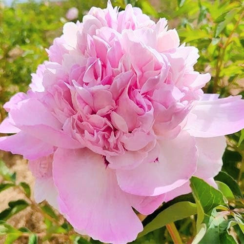 "Butterfly Kiss" large flower tree peony