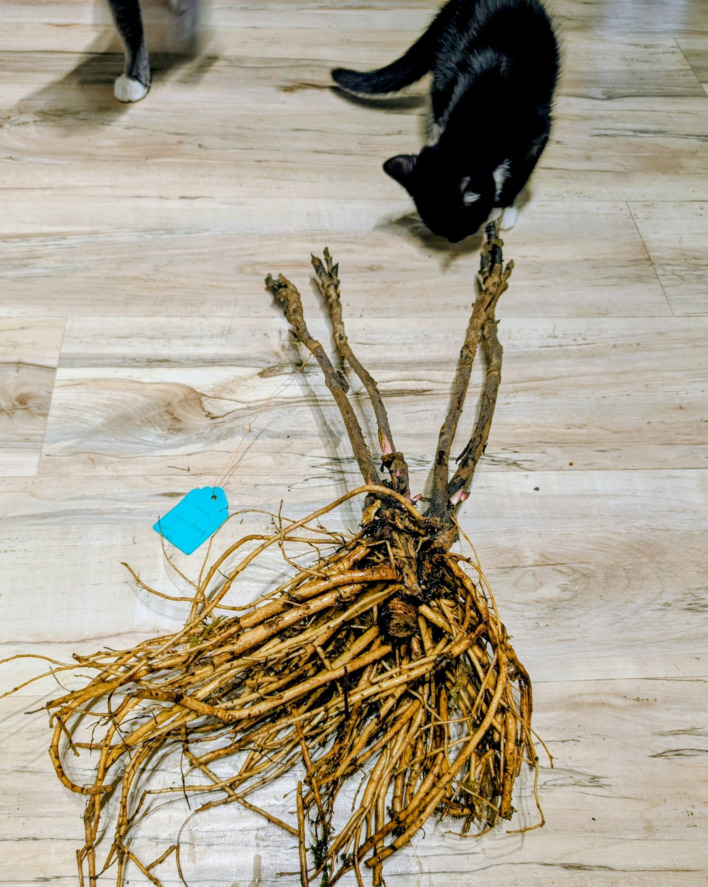 "Champion Crown" large flower tree peony