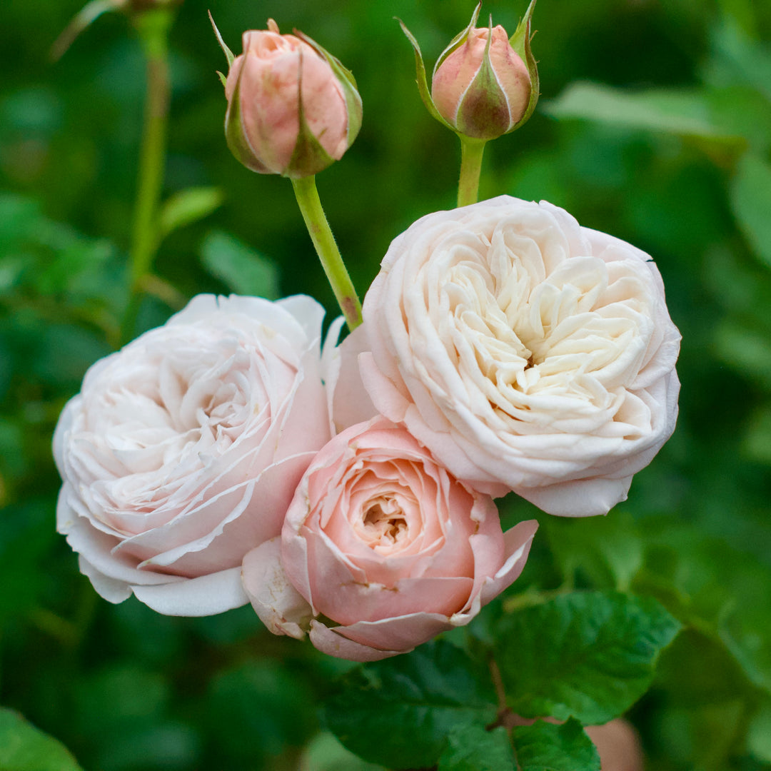 Senlitsu garden rose plant flower bush shrub