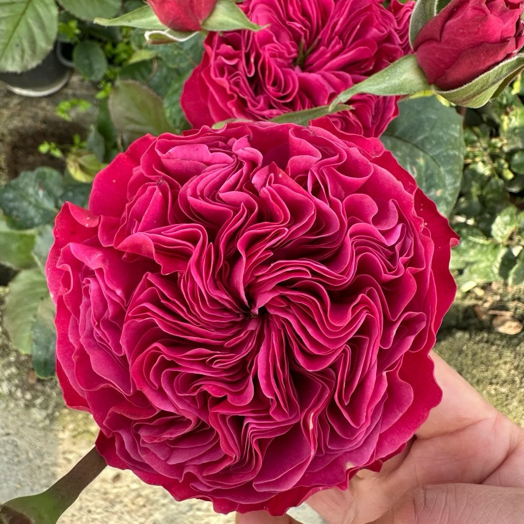 Pink N Pretty lookalike garden rose plant flower bush shrub