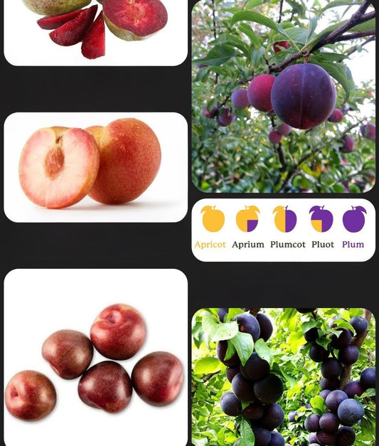 Free 5ft tall stone fruit plant
