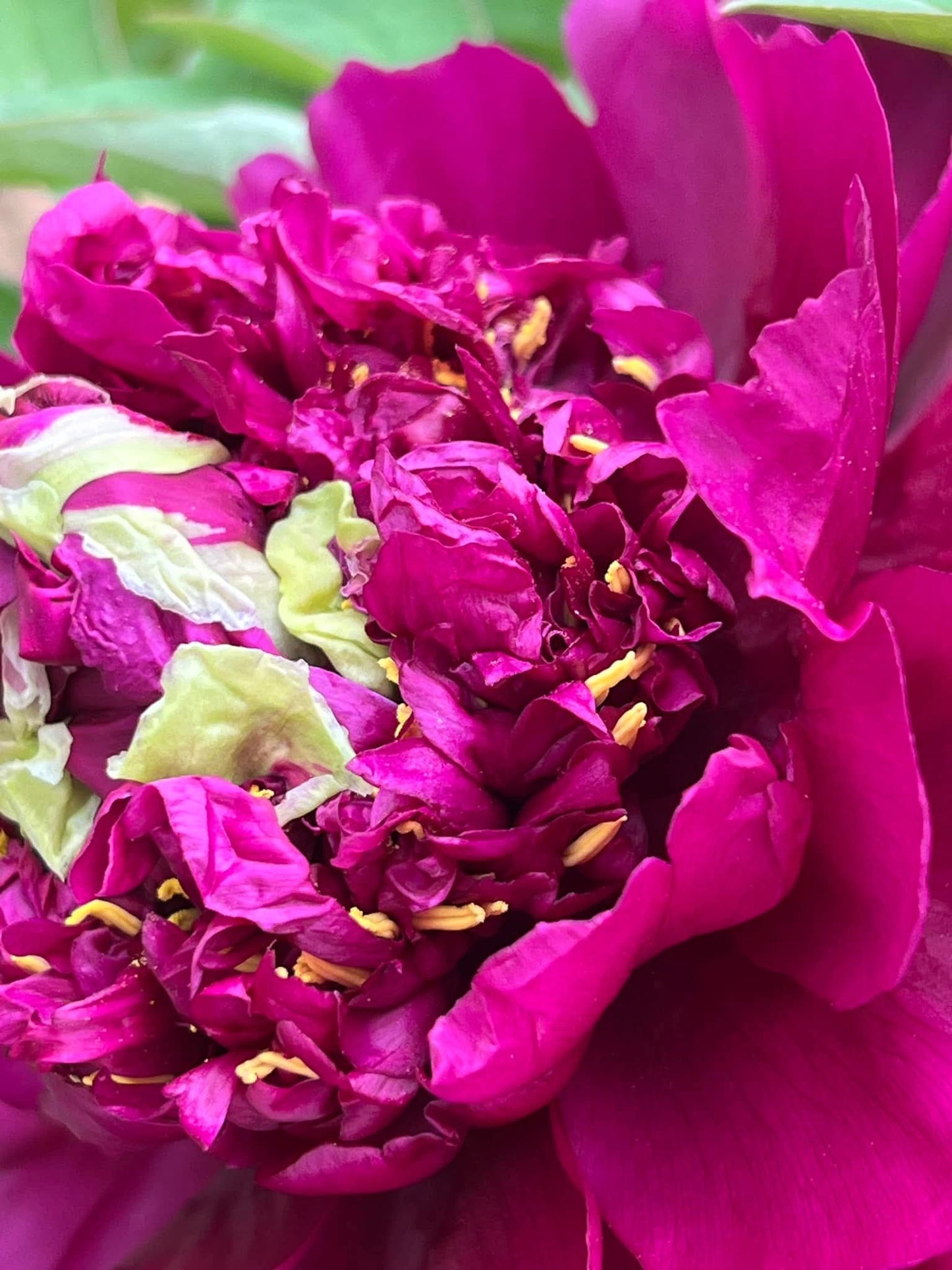 "Champion Crown" large flower tree peony