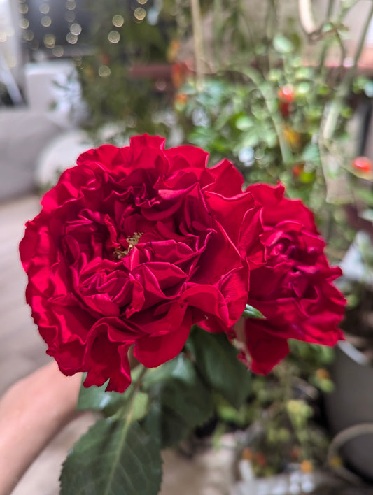 Red garden rose plant flower bush deciduous shrub