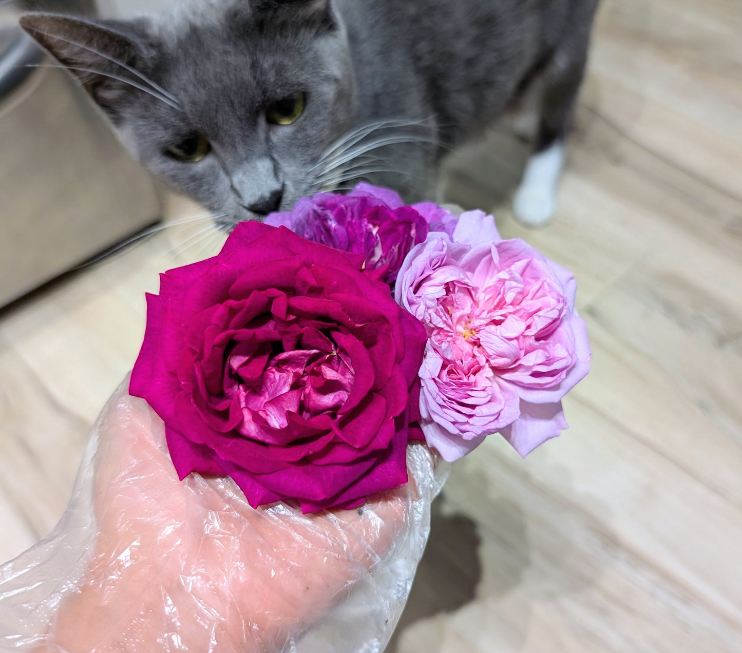 Sweet Frances garden rose plant flower bush shrub