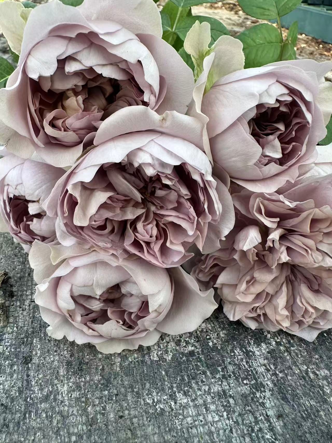 Villa Lilla lookalike garden rose plant flower bush deciduous shrub