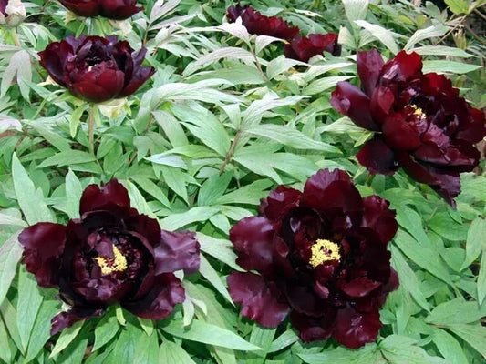 Hatsugarasu Japanese large flower tree peony