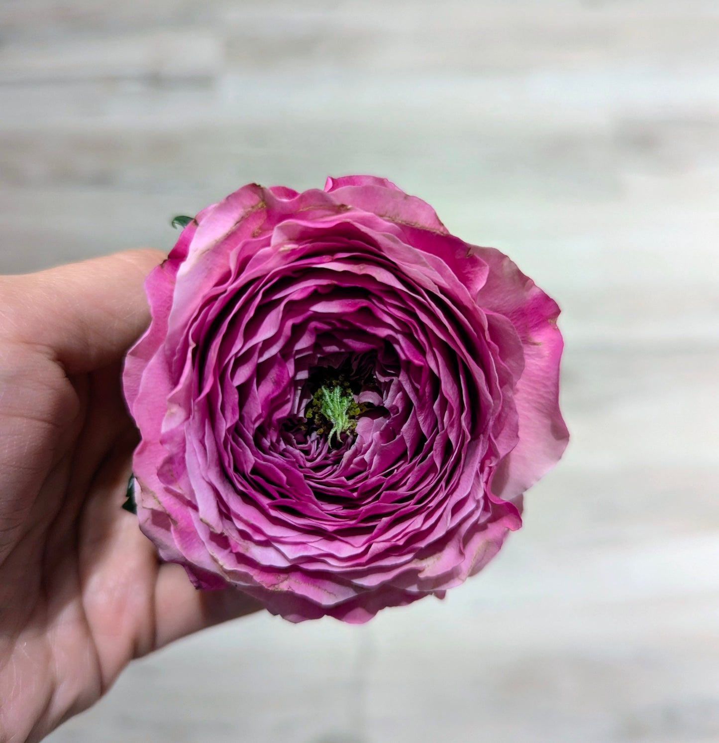 Peonikiss lookalike garden rose plant flower bush shrub