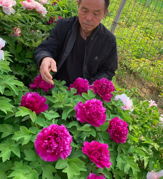 Shou An Hong Tree Peony