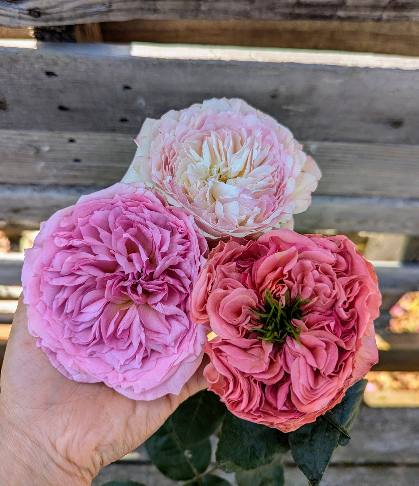 New rose garden rose plant flower bush shrub