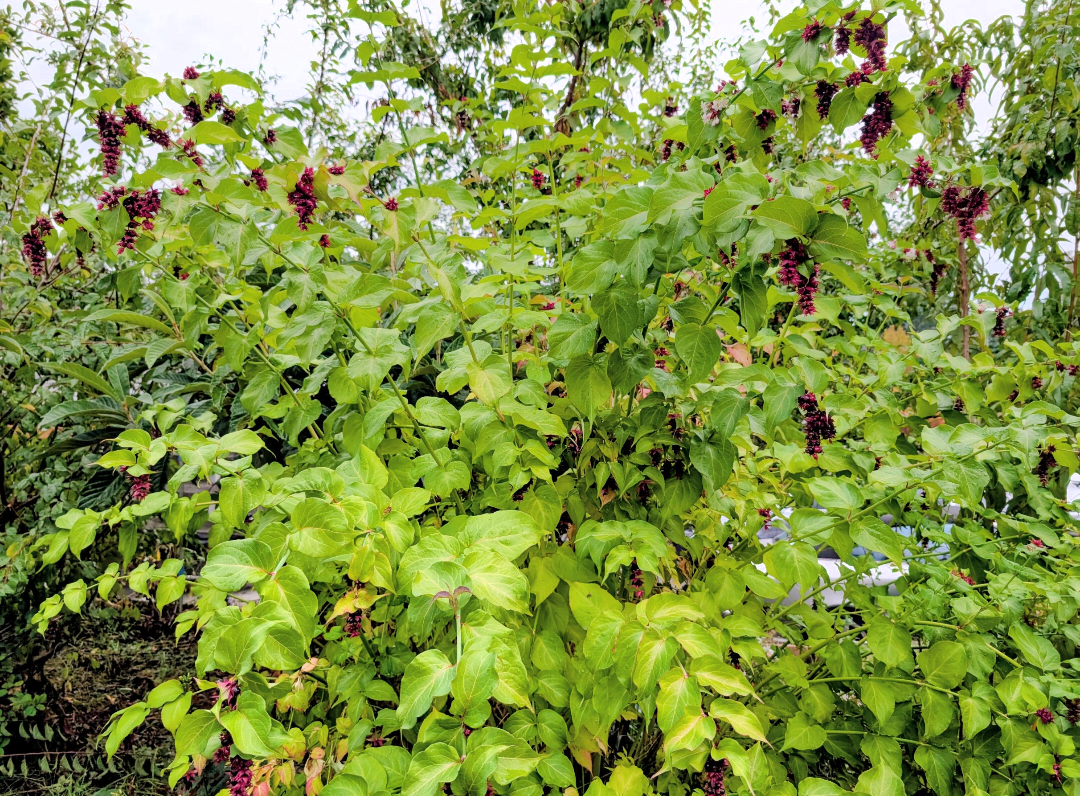 Free Himalayan honeysuckle seeds and cuttings